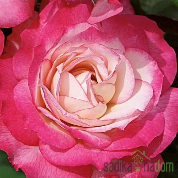 Vrtnica Erofili