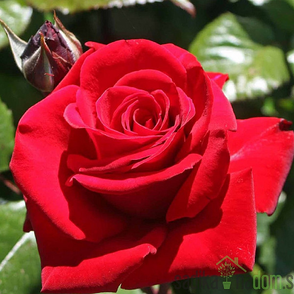 Vrtnica Ingrid Bergman