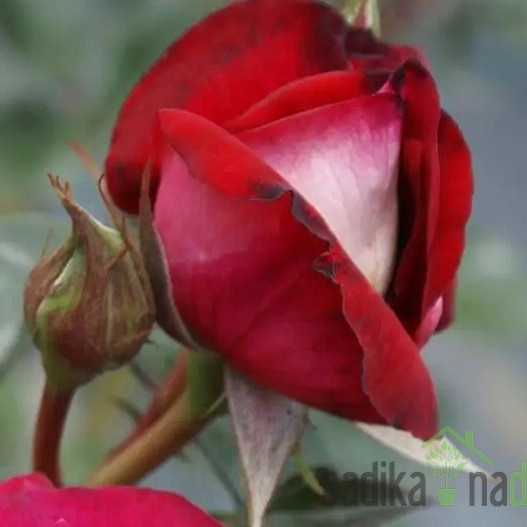 Vrtnica Kleio 