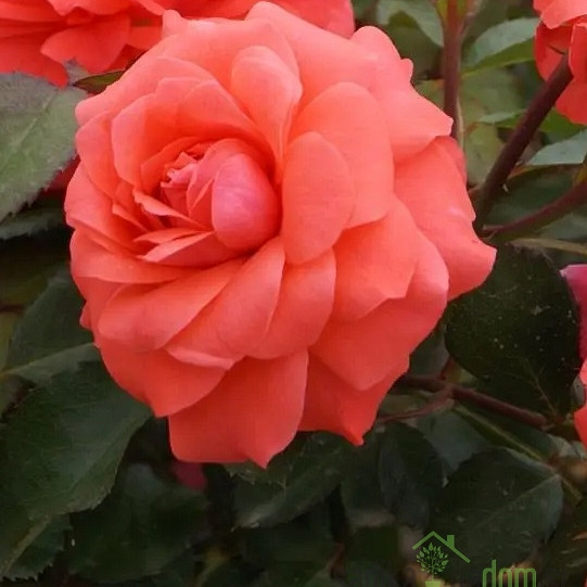 Vrtnica Koralina