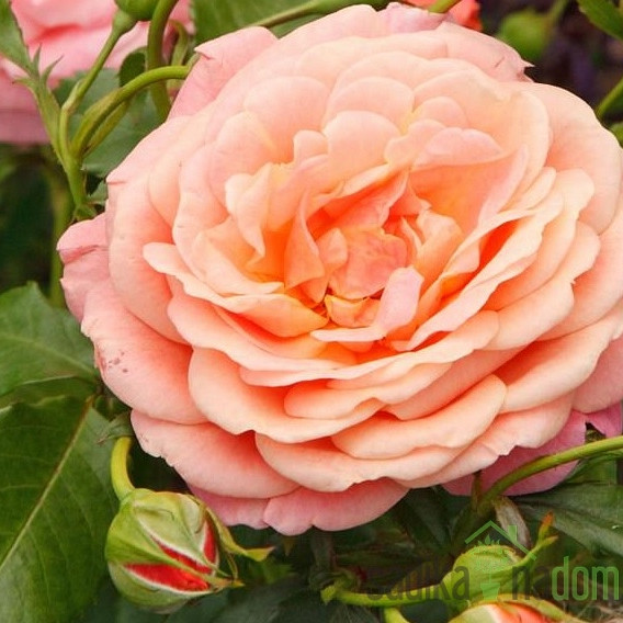 Vrtnica Kordes Peach Melba - VZPENJALKA