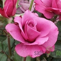 Vrtnica Madame Louisa - stebelna mnogocvetnica