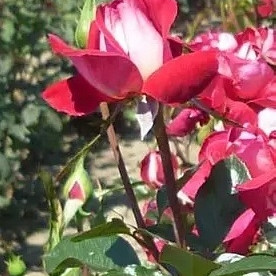 Vrtnica Nefeli