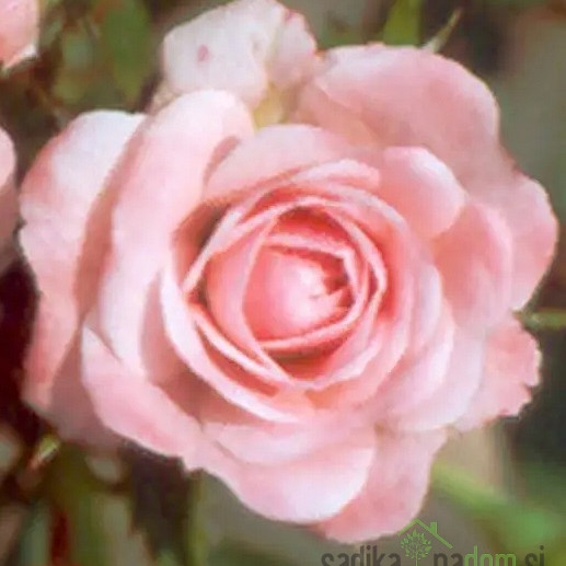Vrtnica Pink Doll