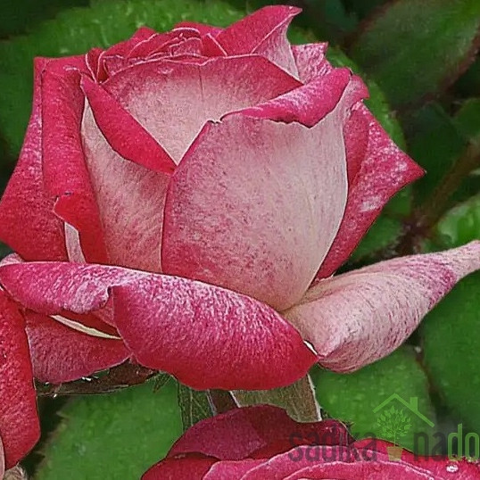Vrtnica Rose Perle