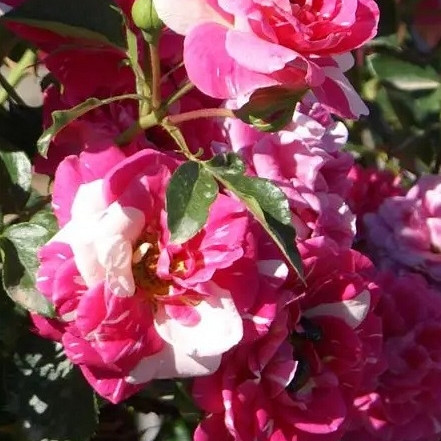 Vrtnica Rosy Kiss