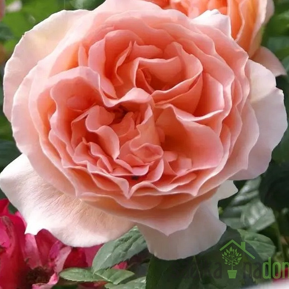 Vrtnica Sutters Gold