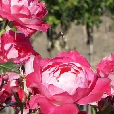 Vrtnica Thaleia - stebelna