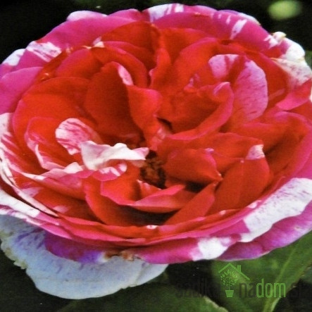 Vrtnica Thrylos