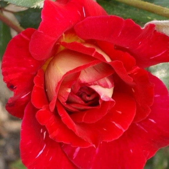 Vrtnica Une Nuit Dete -  stebelna čajevka