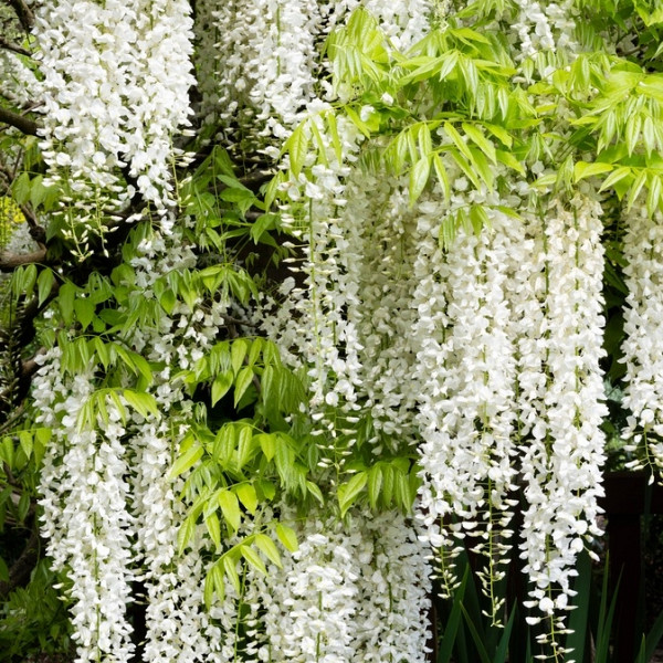 Glicinija (Wisteria floribunda) Alba