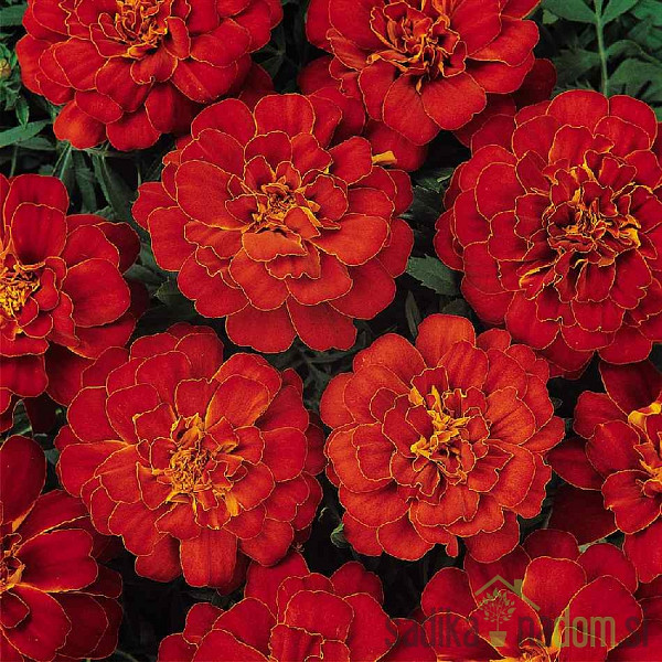 Seme Žametnica nizka rdeča A5438