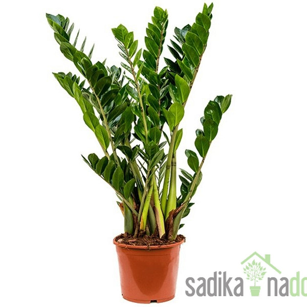 Zamioculcas Zamifolia-NAJBOLJ NEZAHTEVNA 