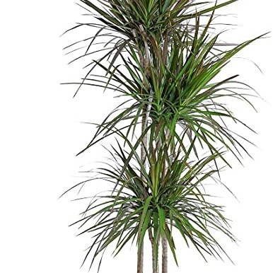 Zmajevo drevo (Dracaena Marginata) - Razvejana