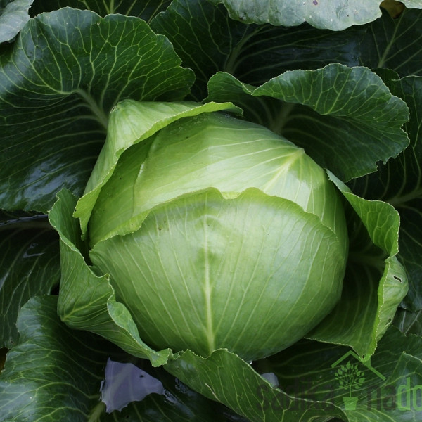 Seme Zelje Ljubljansko A69