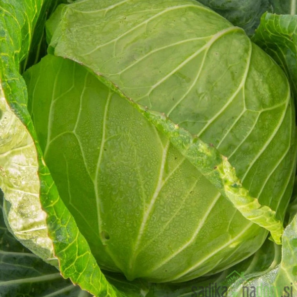 Seme zelje Mercado de Copenhague 2 A35