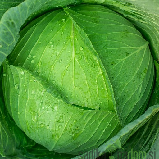 Seme zelje Nanoško A63