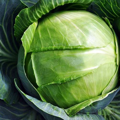 Zelje Nozomi / Green presto / Pushma