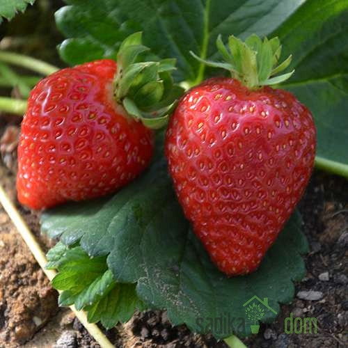 Jagoda Diamante - VEČRODNA