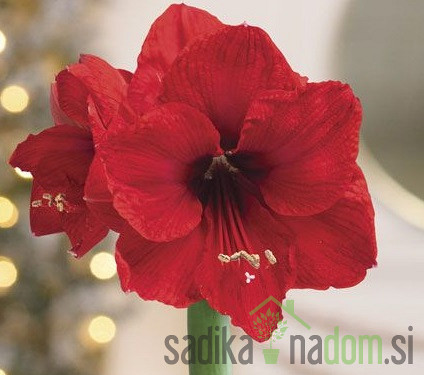 Amarilis
