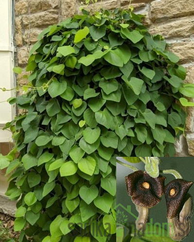 Velikolistni podraščenec/ Nizozemska pipa (aristolochia macrophylla)