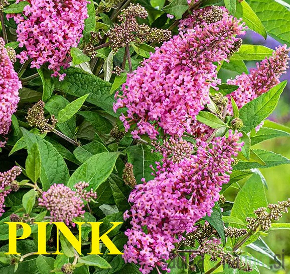 Metuljnik (Buddleja davidii)