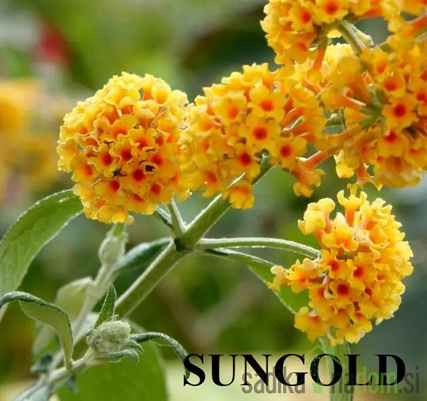 Metuljnik (Buddleja davidii)