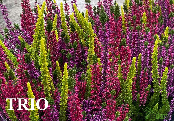 Jesenska vresa (Calluna Vulgaris Garden Girls)