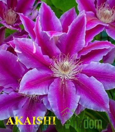 Srobot (clematis)