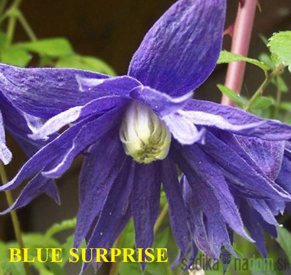 Srobot (clematis)