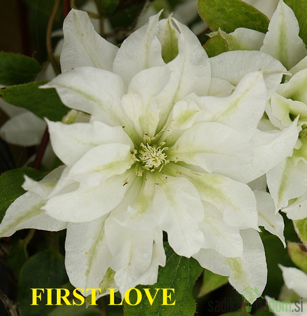 Srobot (clematis)