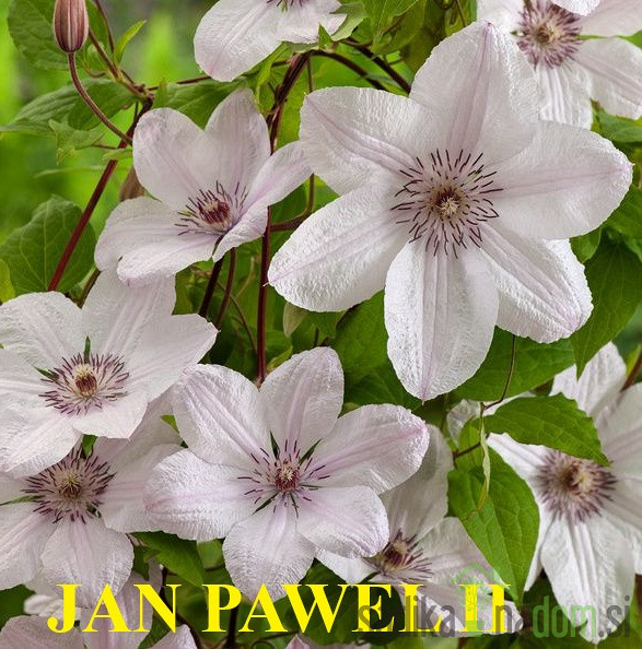 Srobot (clematis)