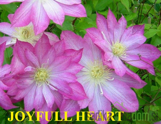 Srobot (clematis)