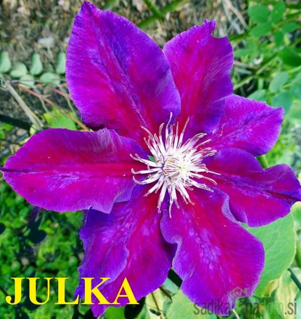 Srobot (clematis)