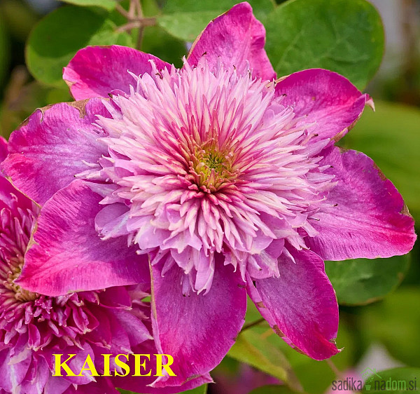 Srobot (clematis)