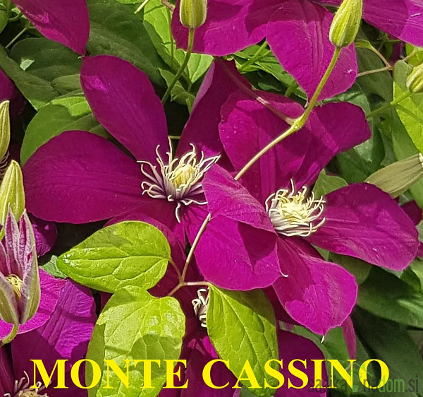 Srobot (clematis)