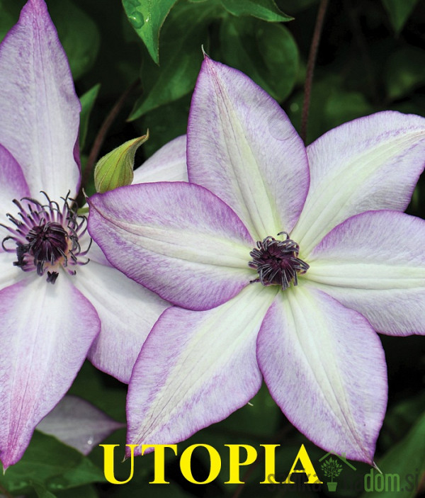 Srobot (clematis)