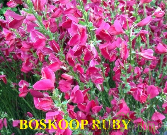 Reličnik (Cytisus scoparius)