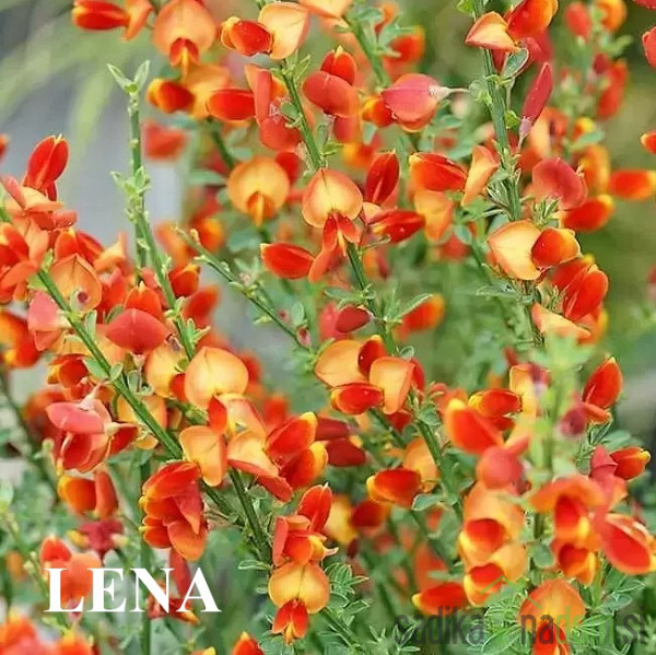 Reličnik (Cytisus scoparius)