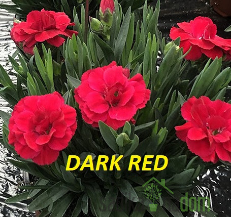 Nagelj vrtni (Dianthus )