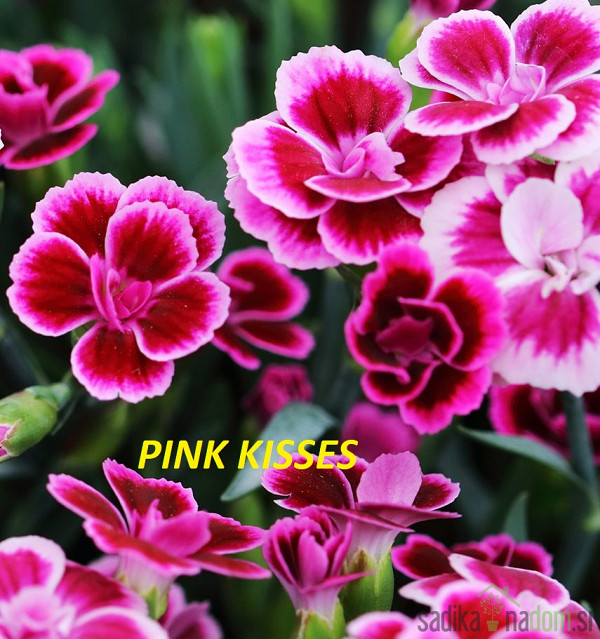Nagelj vrtni (Dianthus )
