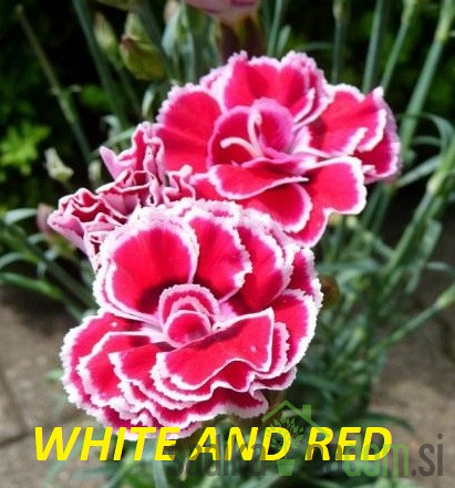 Nagelj vrtni (Dianthus )