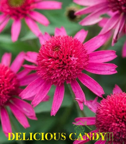Ameriški slamnik (echinacea)