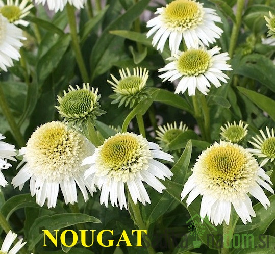 Ameriški slamnik (echinacea)