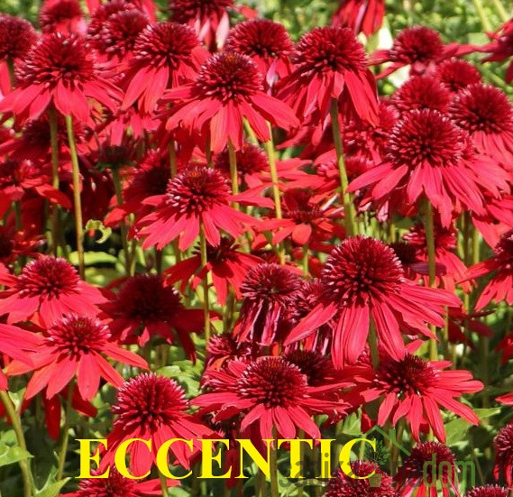 Ameriški slamnik (echinacea)