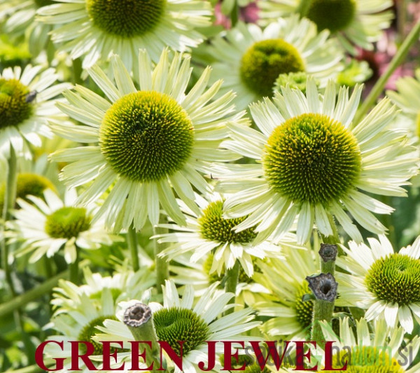 Ameriški slamnik (echinacea)