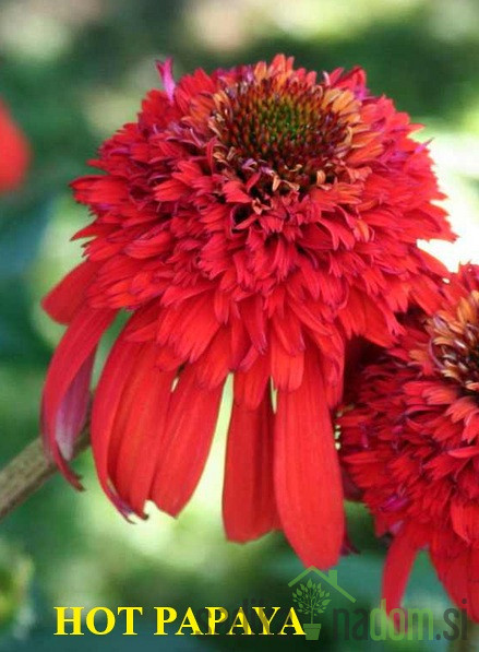 Ameriški slamnik (echinacea)