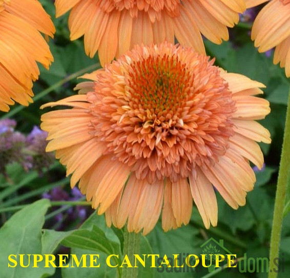 Ameriški slamnik (echinacea)