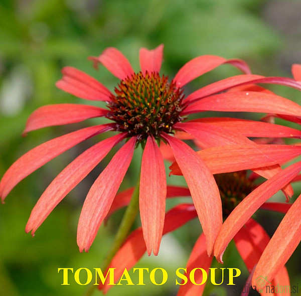 Ameriški slamnik (echinacea)