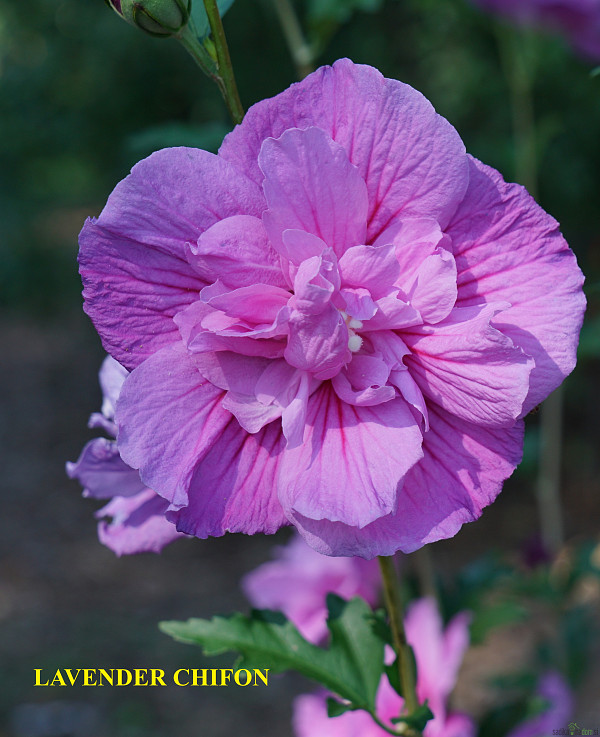 Hibiskus/oslez  (Hibiscus syriacus)